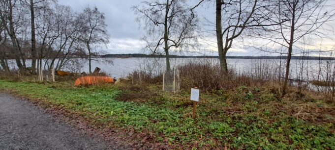 Rantamaisema, jossa näkyy suojattu taimi ja kyltti, jossa kielletään koskemasta taimiin.