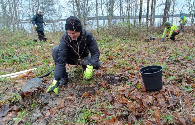 Kuvassa istutetaan kunäjalavan taimea rantametsikköön. Taustalla näkyy kaksi muuta henkilöä taimia istuttamassa.